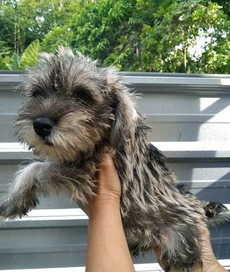 miniatur-schnauzer-E1S8SUBM64