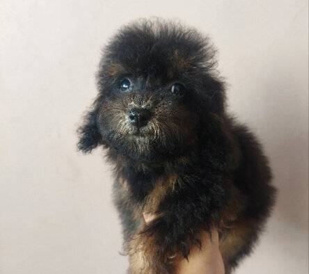 for-sale-toy-poodle-male-black-fawn-NZRW9ZJPTV