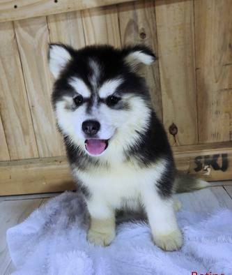 puppies-husky-bloodline-dreamcastle-ESAHLYCDVB