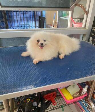 obral-indukan-pomeranian-64B89OSDFA