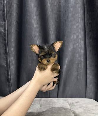 supermini-yorkie--yorkshire-jantan-super-lucu-MD673JP414