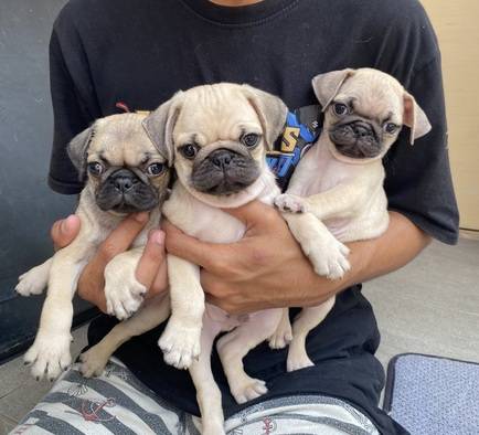 pug-super-SNK4TWET8Z