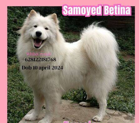 samoyed-betina-0GBEOFUCFR