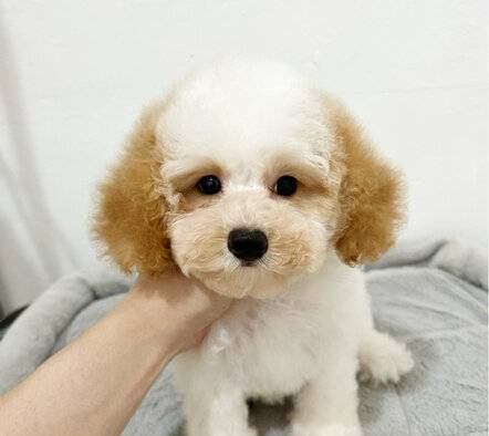 jual-party-toy-poodle-female--male-GAQIY31WFR