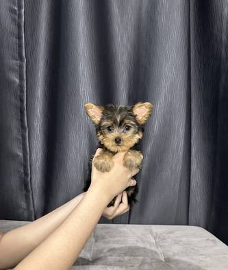 mini-yorkie-betina-super-lucu-stambum-vaksin-JJIU5F0OFF