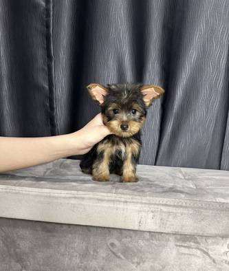 mini-yorkie-jantan-stambum-vaksin-super-lucu-67SWANSIQN
