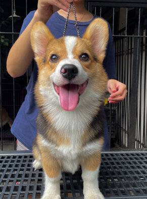 jual-puppy-corgi-jantan-LCWVOG7M56