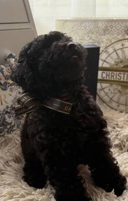 jual-super-mini-poodle-XL35TZYZLK