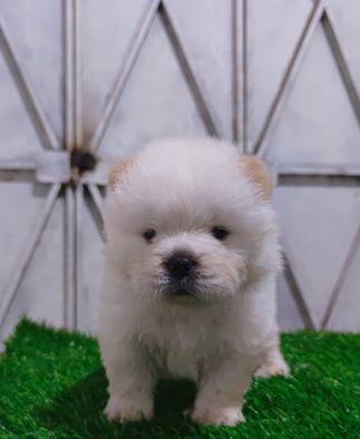 anakan-chow-chow-high-quality-male-n-female-PTW2IR5YBC