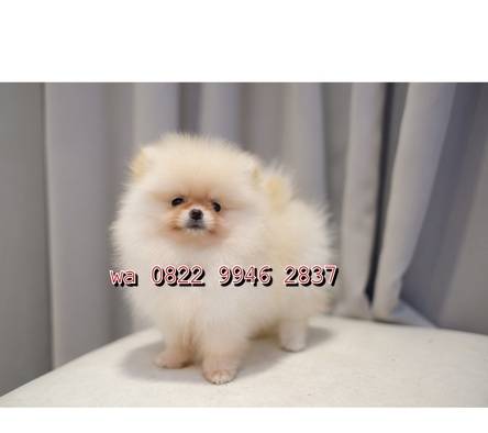 jual-anjing-minipom-betina-cream-coat-5YQSQ3A1ND