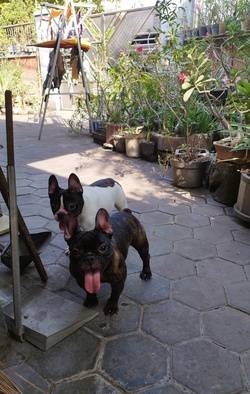 indukan-french-bulldog-CSWQTW23ZD