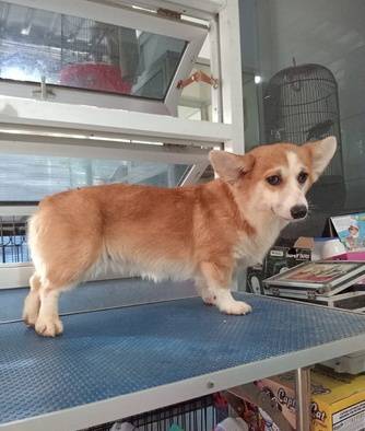 obral-indukan-corgi-anak-champion-F81L4WF9SB