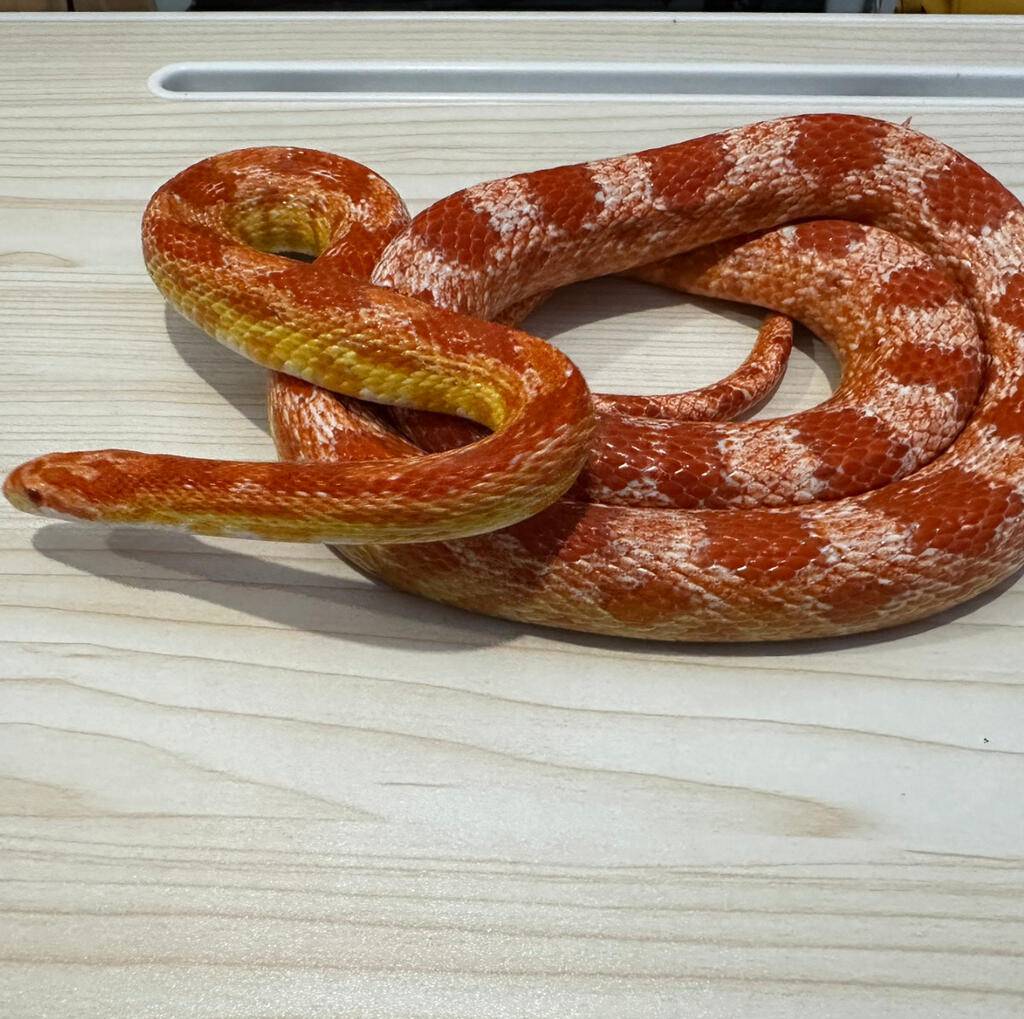 corn-snake-amel-dewasa-RJB9RB8DOK