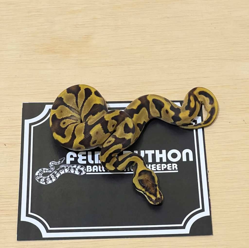 super-enchi-ball-python-2024020310-P3WLFTTDCN