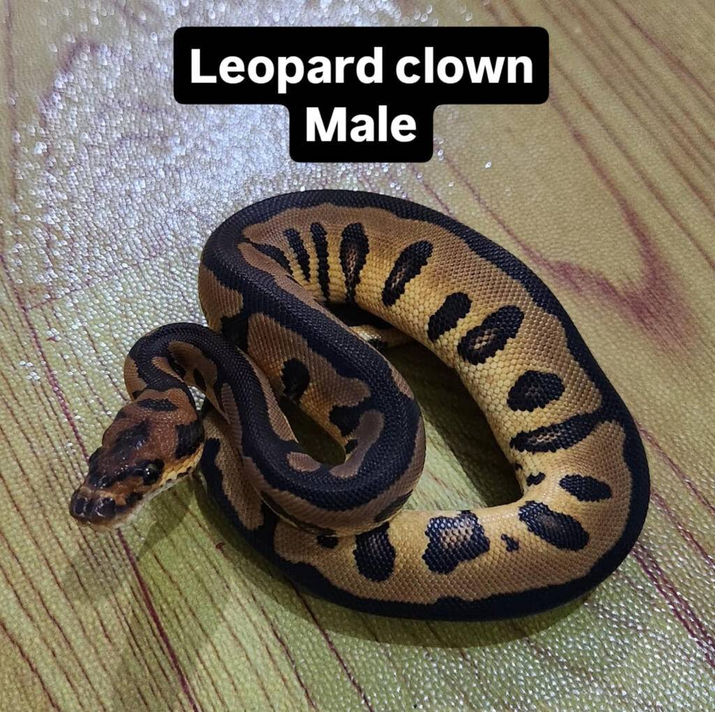 leopard-clown-female-N2X82DQAVE