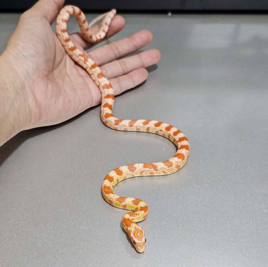 supercorn-albino-het-diffused-2GAMAP76UK