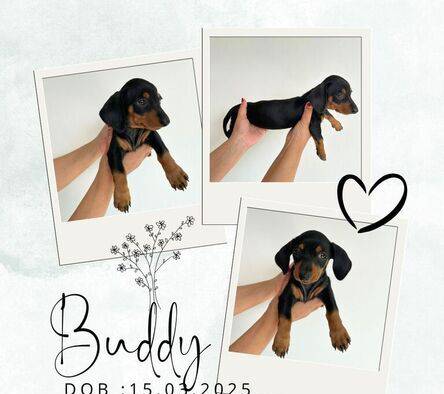 anakan-tekel--dachshund-F4SP2HDL3Q