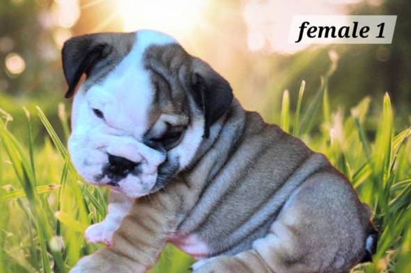 high-quality-english-bulldog-puppies-FY9KYVLJY3