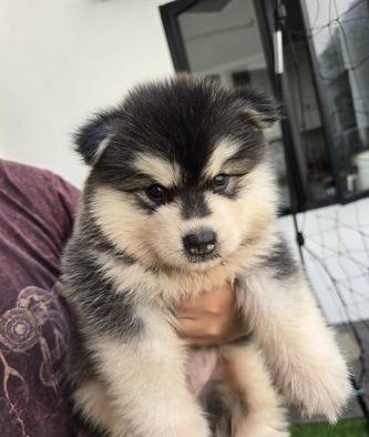 anakan-alaskan-malamute-LO77M7HUK2