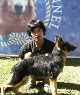 herdergerman-shepherd-betina-APMW3BL97C