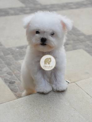 jual-bichon-frise-high-quality-B37MLM5UR0