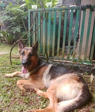herder-betina-dewasa-siap-jadi-indukan-JW74PGAK0K