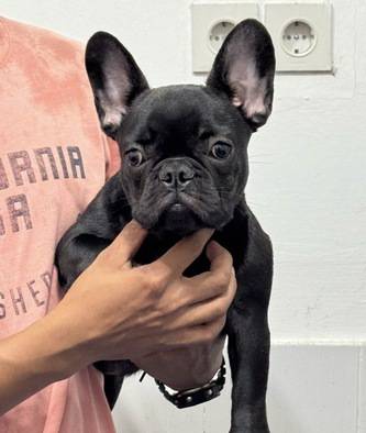 anakan-french-bulldog-good-quality-BQOR5R9DDW