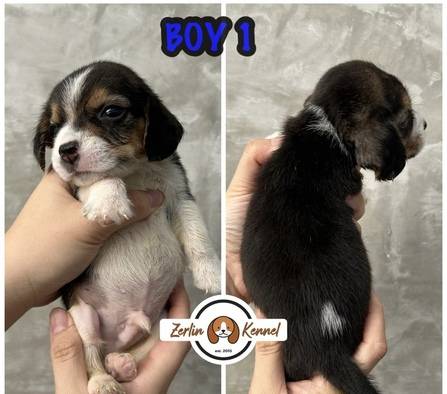 open-booking-beagle-darah-blue-14DH1ZTOIK