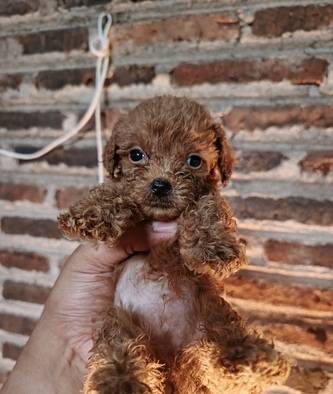 jual-toy-poodle-2-jantan-3-betina-5SXUCD0DT0