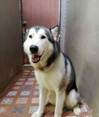 alaskan-malamute-jantan-dewasa-bagus-YU9MCPLGGW