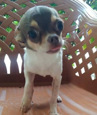 cepat-chihuahua-36LO9CJ4AJ