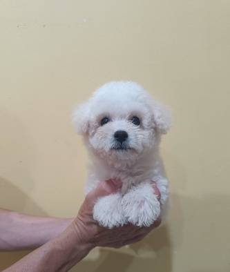 jual-mini-bichon-frise-jantan-cucu-import-korea-7A2E42JAQX