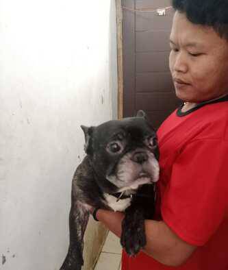 french-buldog-jantan-dewasa-KQVV7NXUX9