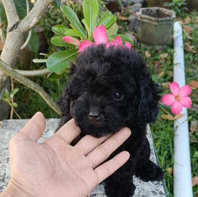 jual-tiny-female-black-poodle-RM60HII9HO