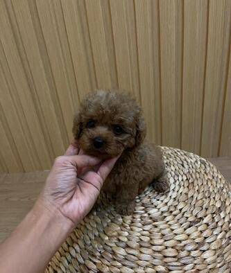 jual-toy-poodle-lucu-imut-89H1F6S10E