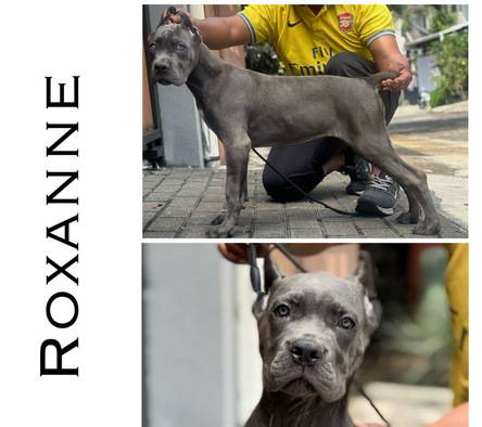 cane-corso-top-quality-UZWP6TQEET