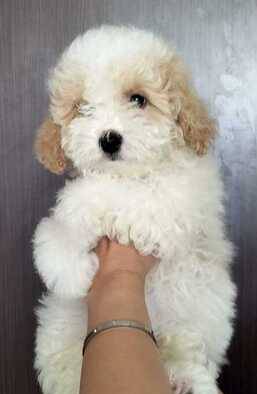 jual-party-toy-poodle-male-EIWOUIYX53