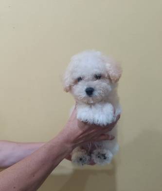 jual-tiny-apricot-poodle-betina-kualitas-bulu-tebal-WGPMOLBPGQ