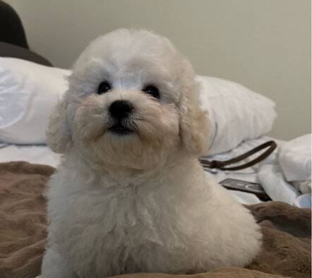 for-sale-puppies-bichon-frise-male-and-female-H68FOF9DED