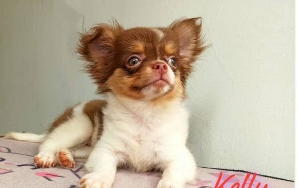 chihuahua-long-betina-no-stb-2L8V6D6XAA