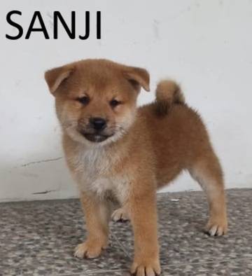 puppies-shiba-inu-3-male-5Z9DM6MX2U