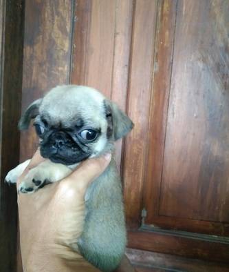 anjing-pug-ZYSM8KHKVP