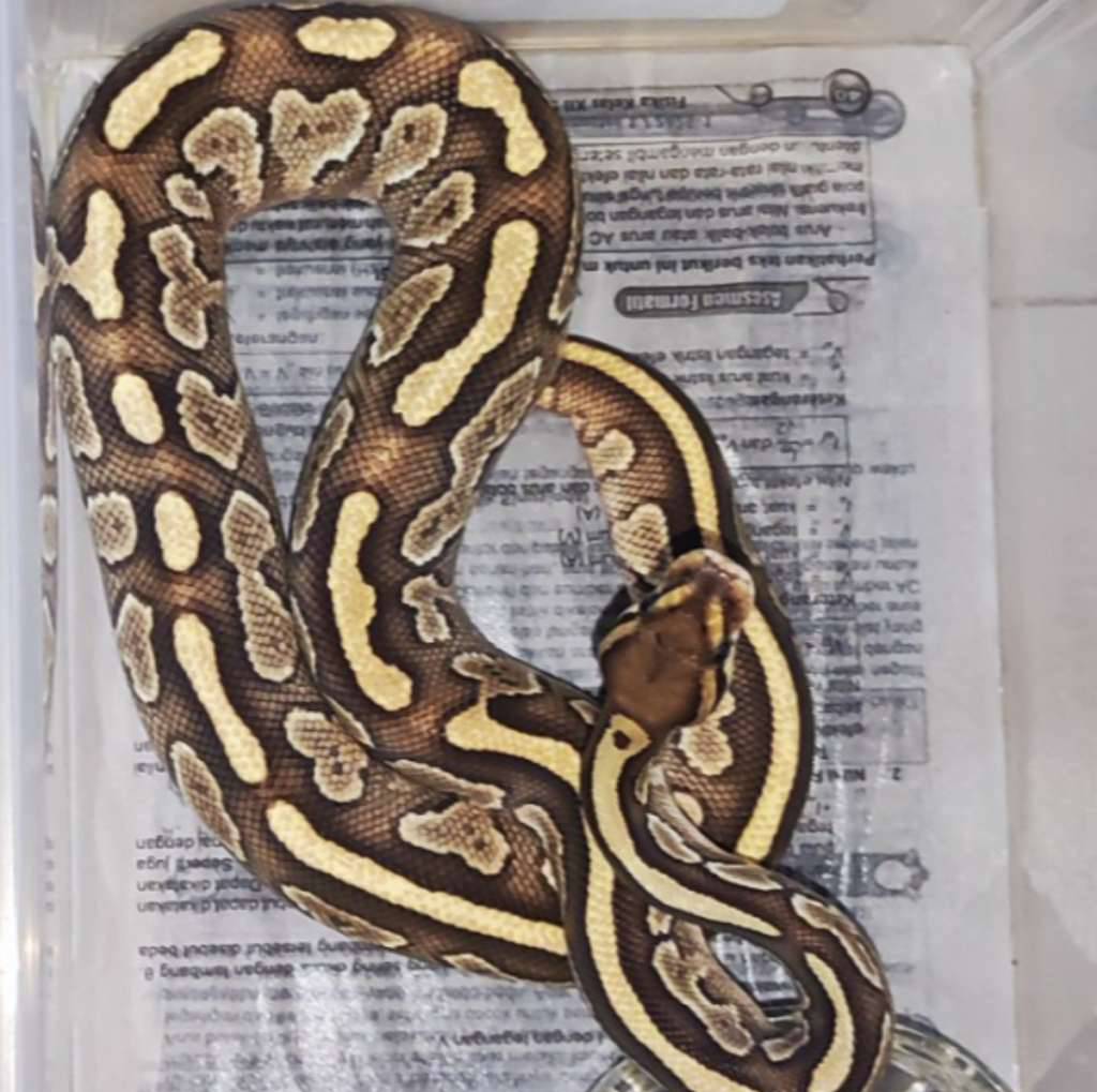 ball-python-butter-male-7E184CIISS