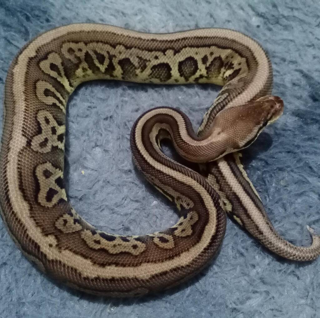 cinnamon-pastel-leopard-het-clown-SKVH6DI1W8