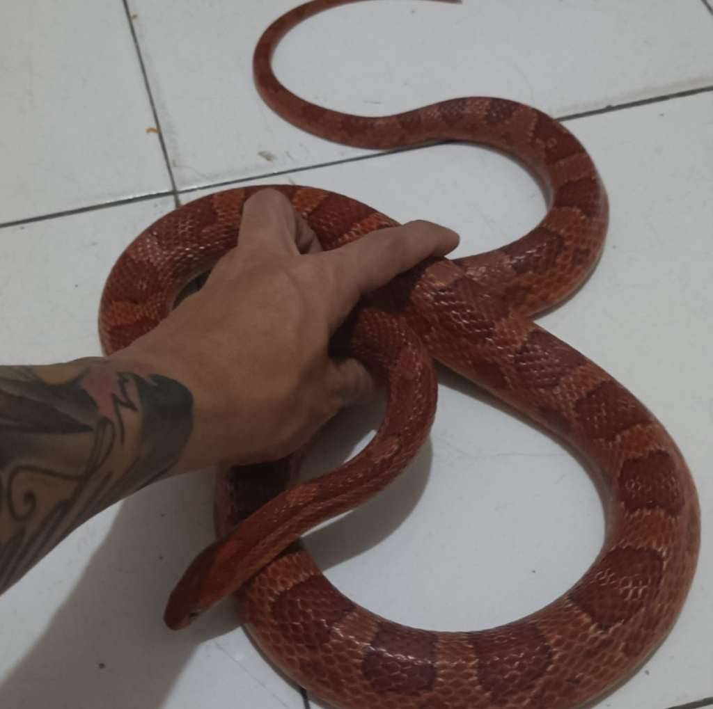 cs-corn-snake-normal-male-jumbodewasa-CSM7YXGV2W