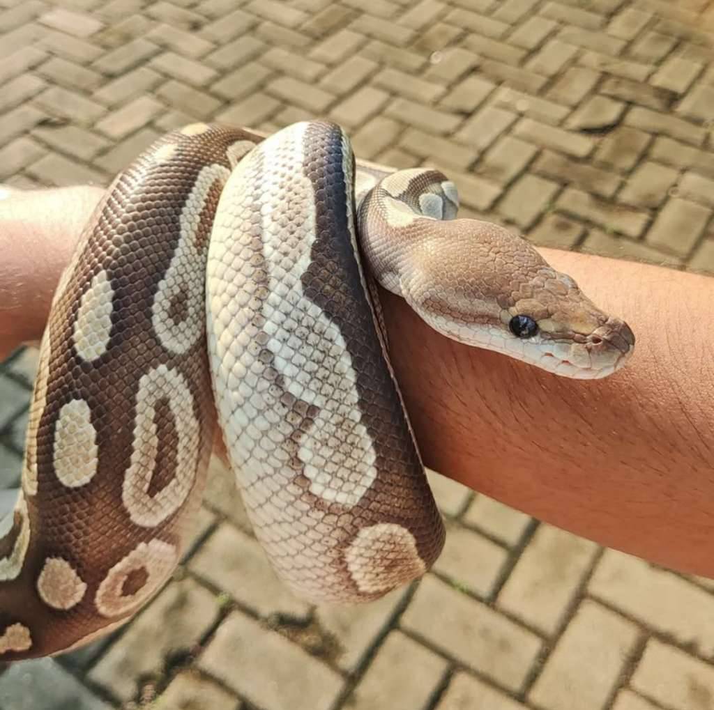 ball-python-mojave-cinamon--proven-ZPG0GRDPEI