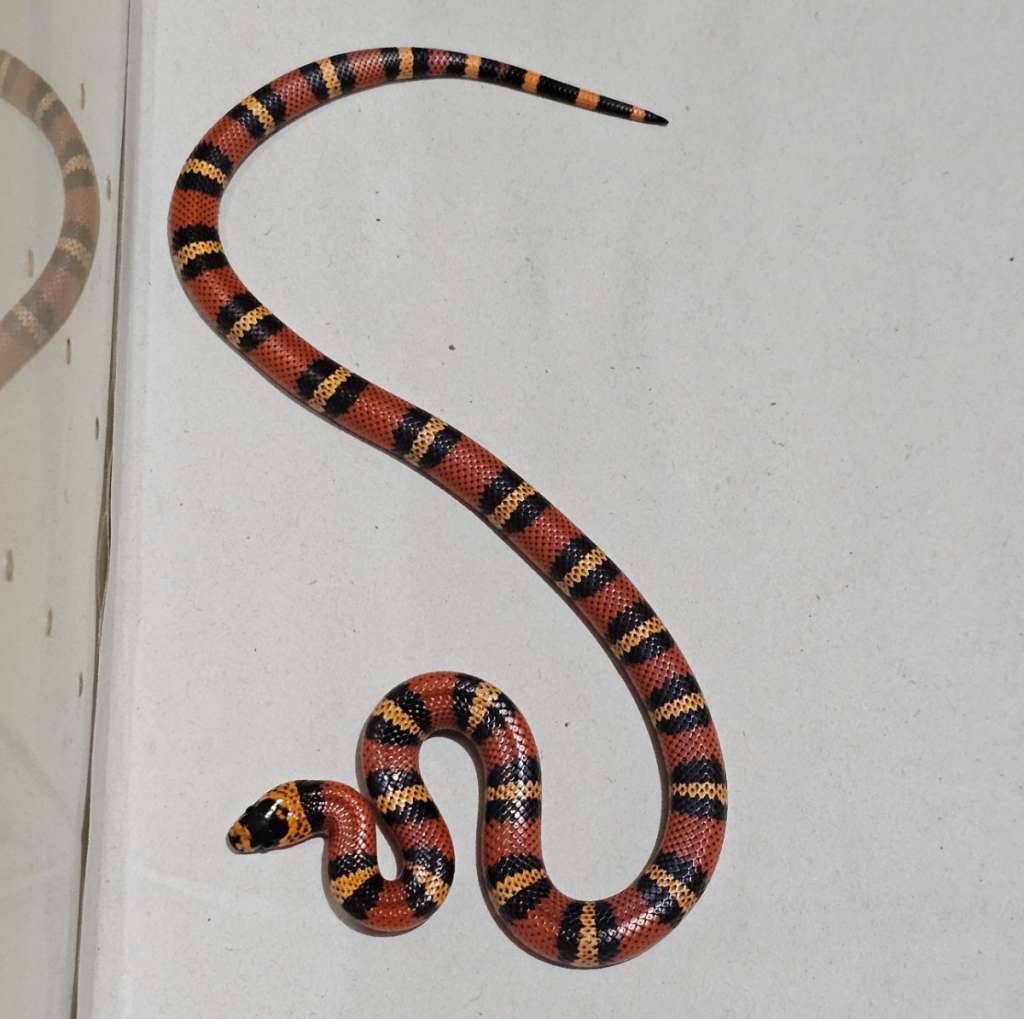 ms-honduran-tangerine-het-albino-4AW522ZH2O