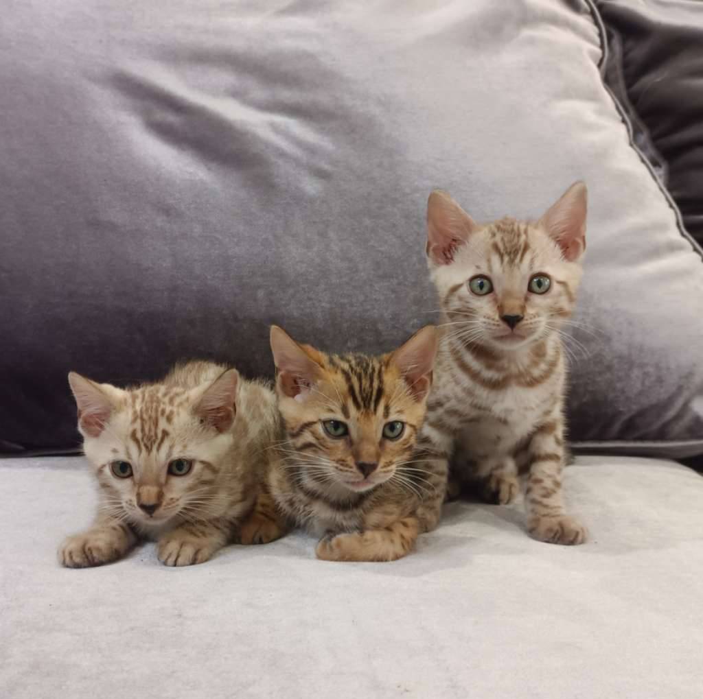 snow-bengal-brown-L5FY8VGCCR