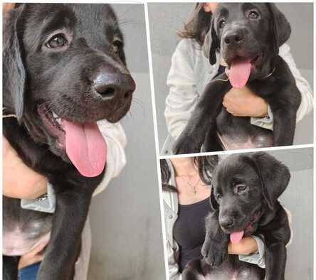 anakan-anjing-super-labrador-istimewa-betina-yellow--black-S1ZANYOBYJ