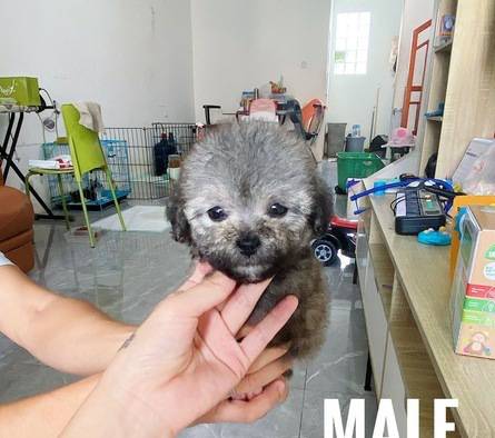 jual-poodle-super-tiny-QPMDSCTH0M
